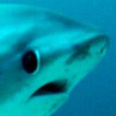 dumb thresher shark face